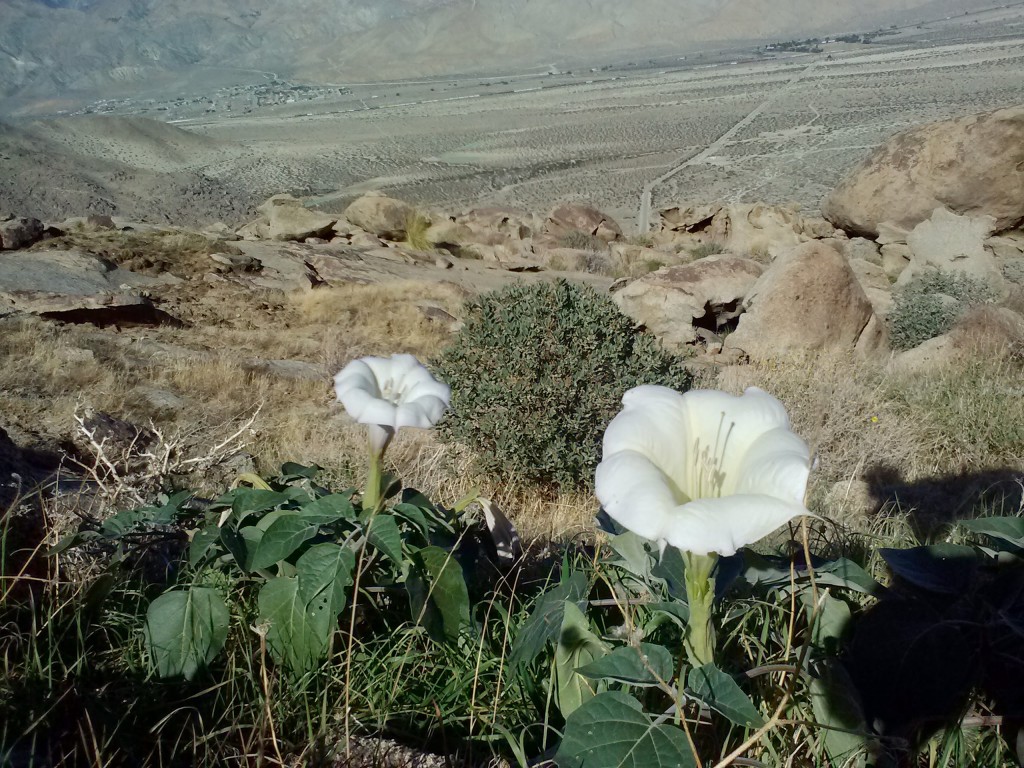 Sacred Datura, or Morning Glory flowers