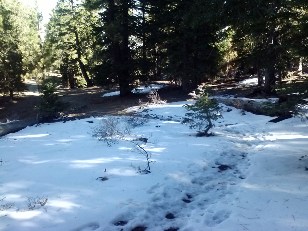 Snow along Acorn Trail