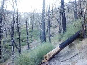 Leftover trees from the 2009 Station Fire