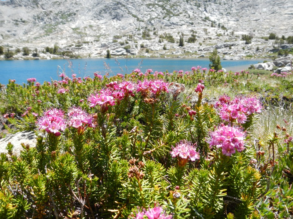 Wildflowers at Marie Lake