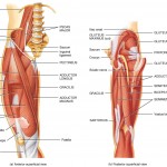 knee-joint-muscles