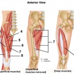 muscles-of-the-hip-joint