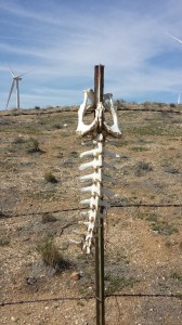 Hipbone and spine of … an antelope?