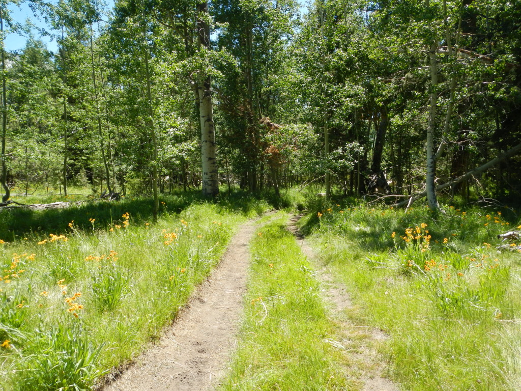 Florence Lake Trail