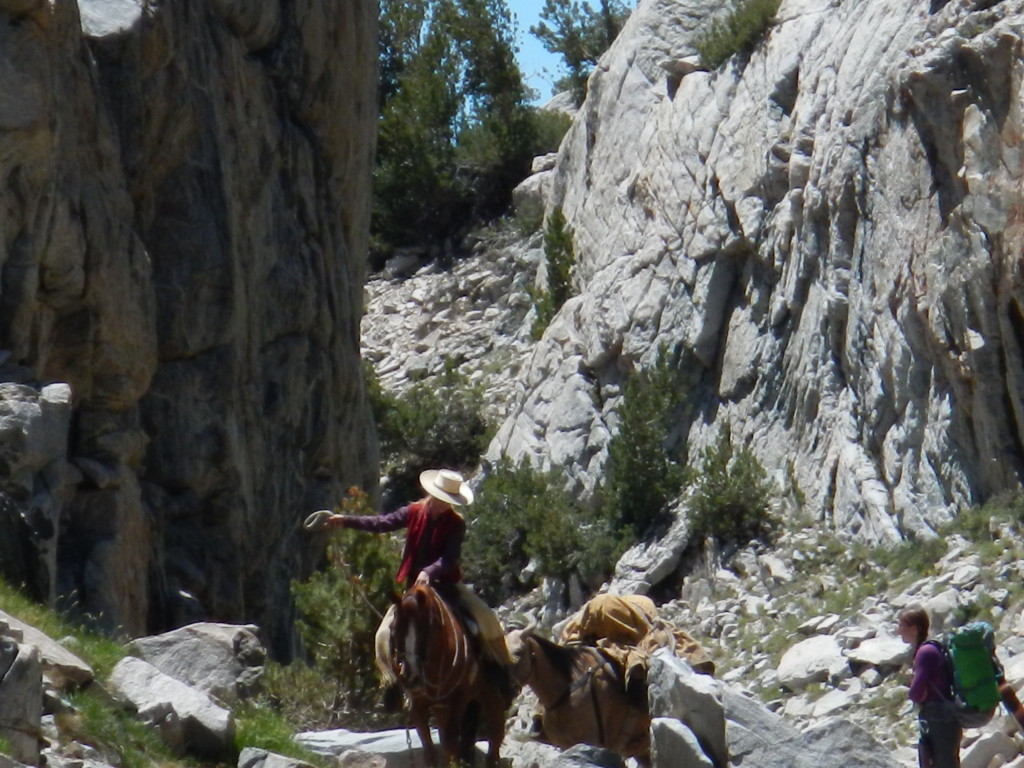 Pack horses on Seldon Pass