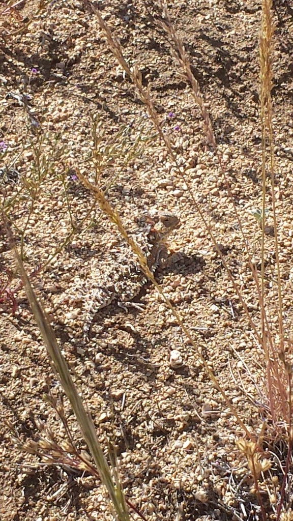 PCT Section F Piute Mountains horny toad 
