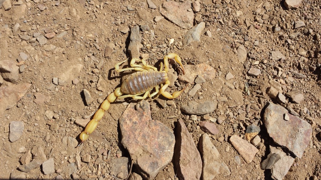 PCT Section G Sequoia National Forest scorpion