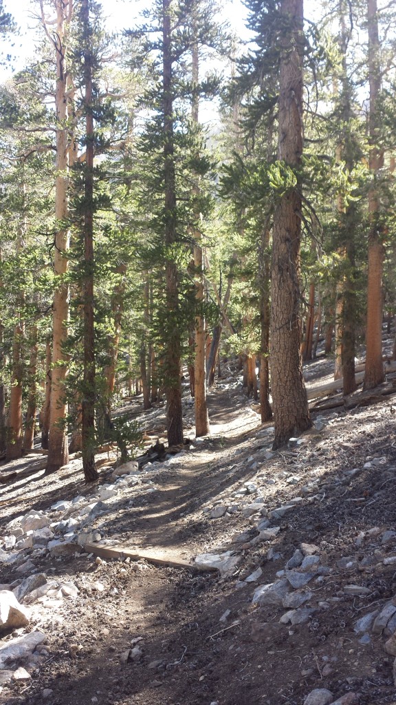PCT Section G Sequoia National Forest