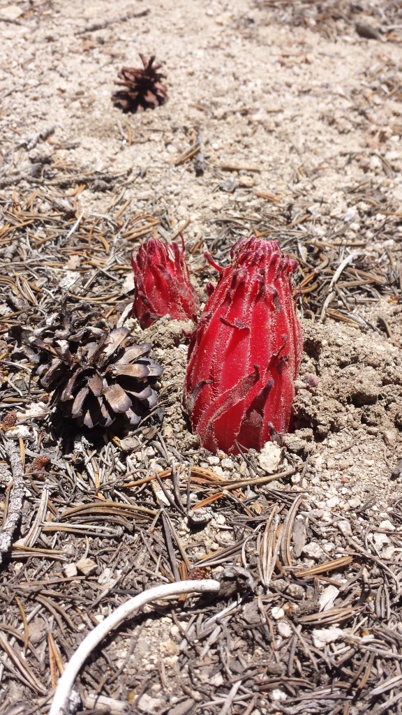 PCT Section G Sequoia National Forest sierra snow plant