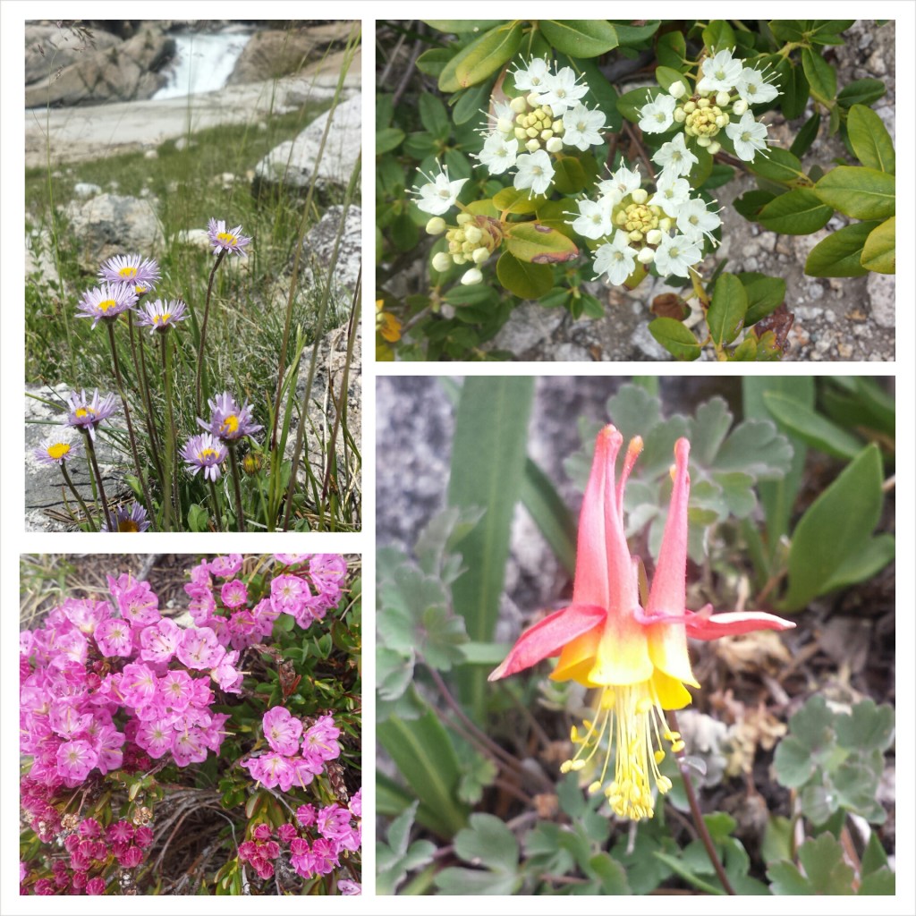 PCT Section H Kings Canyon National Park sierra wildflowers