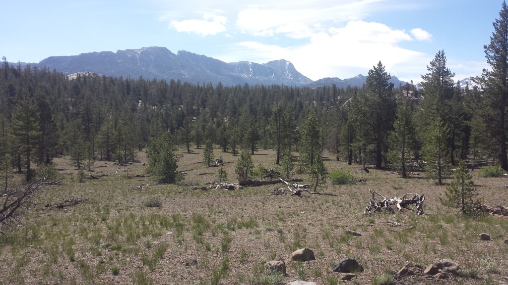 PCT Section I Toiyabe National Forest