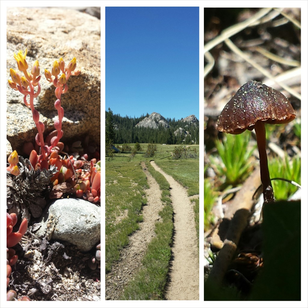 PCT Section I Yosemite Wilderness sierra wild mushroom