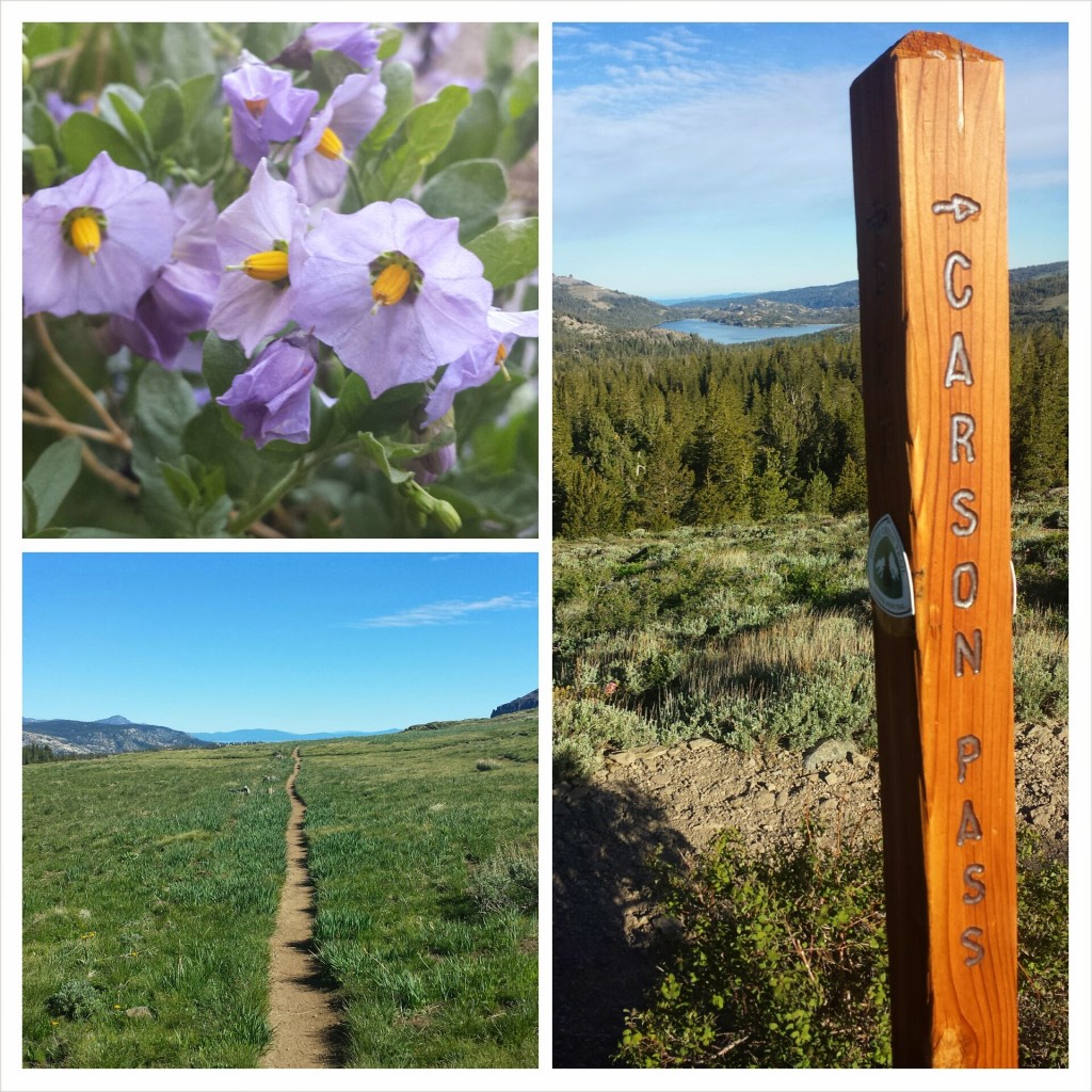 PCT Section J El Dorado National Forest Carson Pass wildflowers 