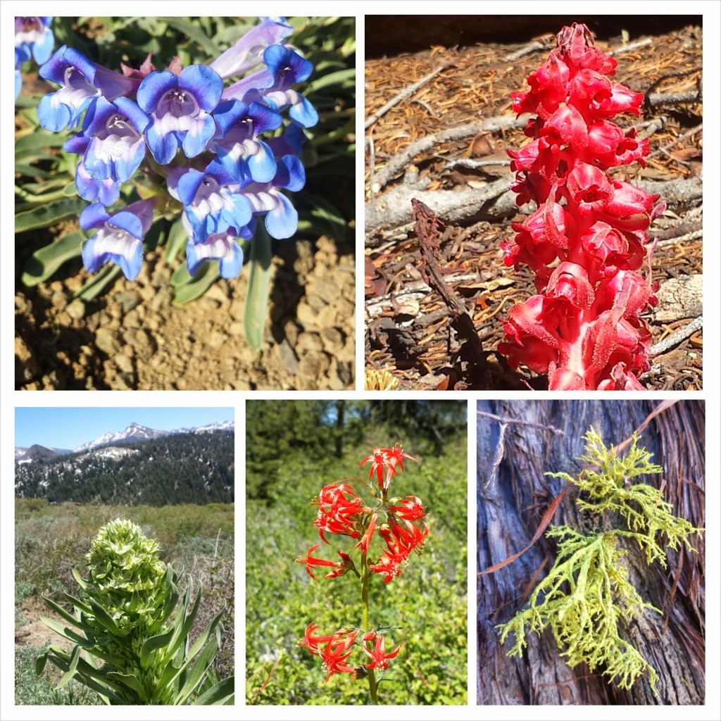 PCT Section J Toiyabe National Forest Carson Iceberg Wilderness wildflowers