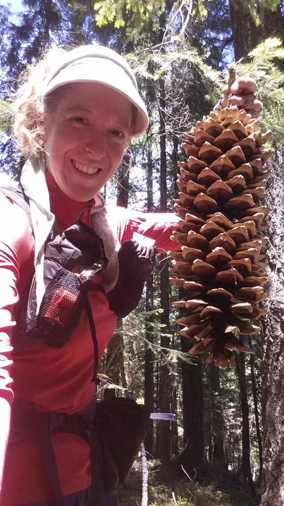PCT Section N Lassen National Forest giant pine cone
