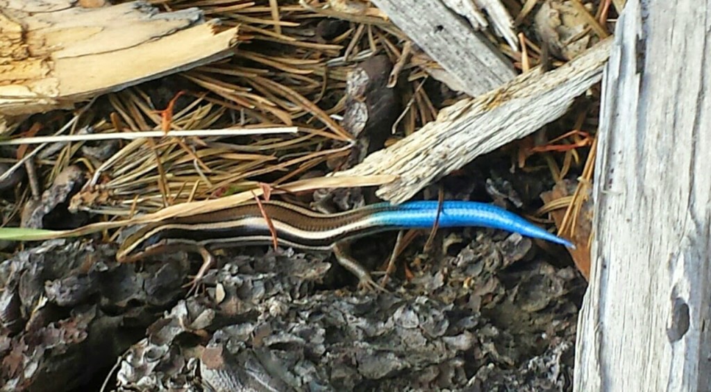 PCT Section O Shasta Trinity National Forest blue lizard