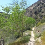 pct-section-c-55-san-bernardino-national-forest-crowder-canyon