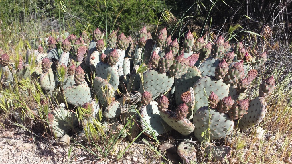 Bearvertail Cactus ready to bloom
