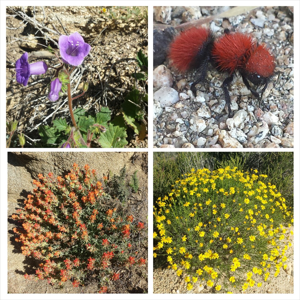 Wildflowers and a velvet ant