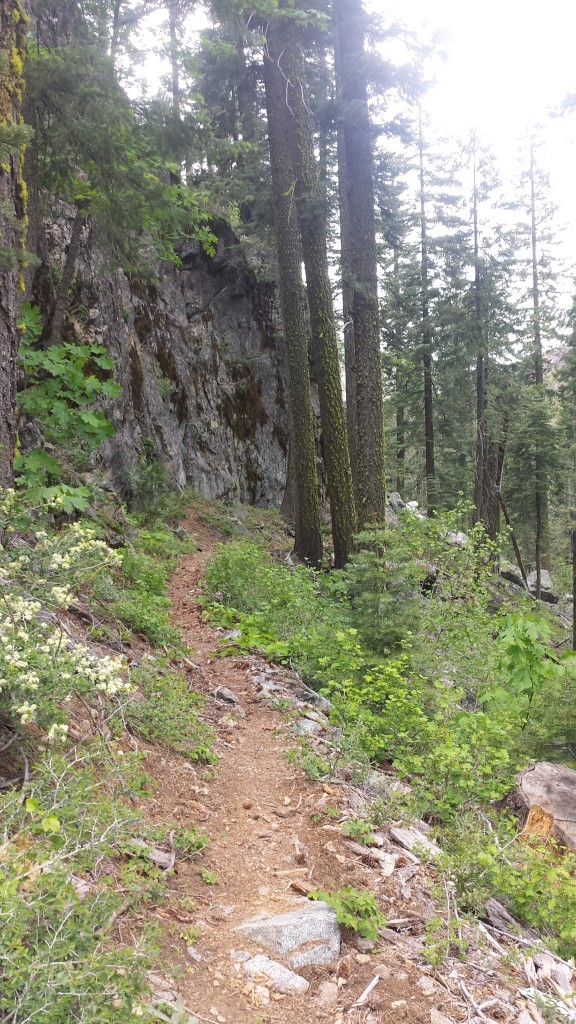 PCT-CA-Section-L-46-Plumas-National-Forest
