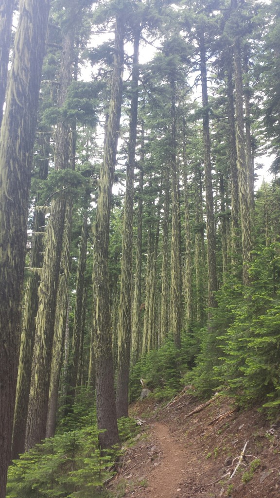 Lichen-bearded trees 
